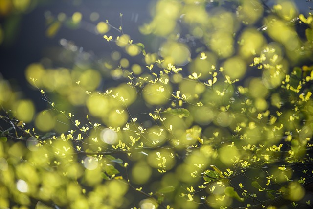 Miljøvenlig afsked: Grønne alternativer hos bedemandsforretninger