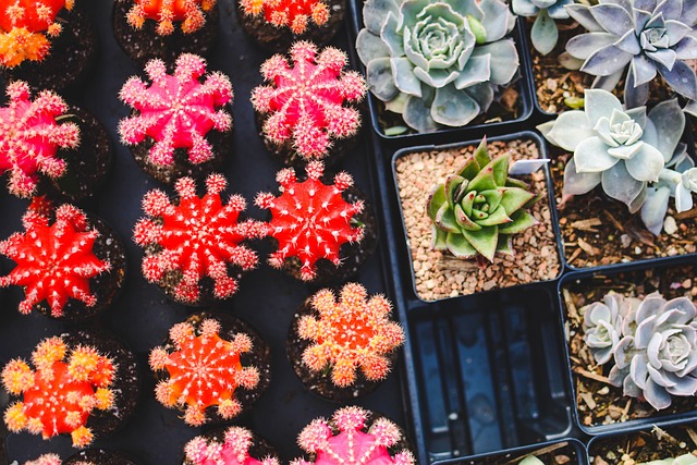 Grønne fingre: Sådan indretter du et børneværelse med planter og blomster