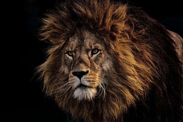 Løvefødder: Hemmeligheden bag deres bemærkelsesværdige styrke og smidighed