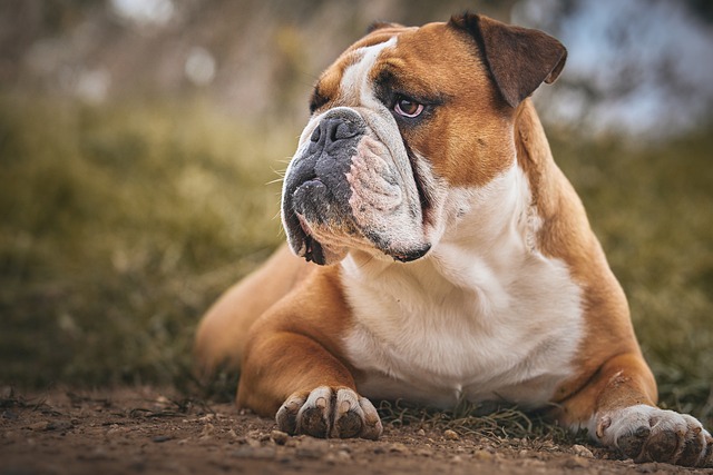 5 ting du skal vide om fransk bulldogs temperament