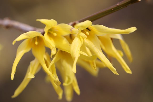 Forsythia i medicin: Udforsk de sundhedsmæssige fordele ved denne blomstrende busk